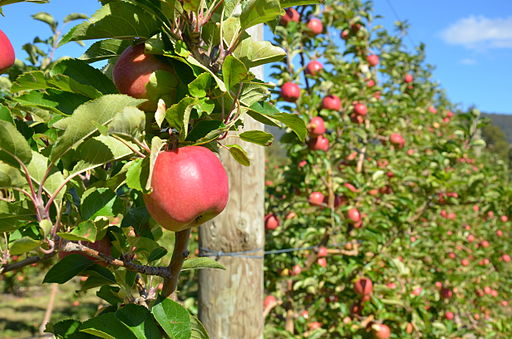 Apple_orchard_in_Tasmania